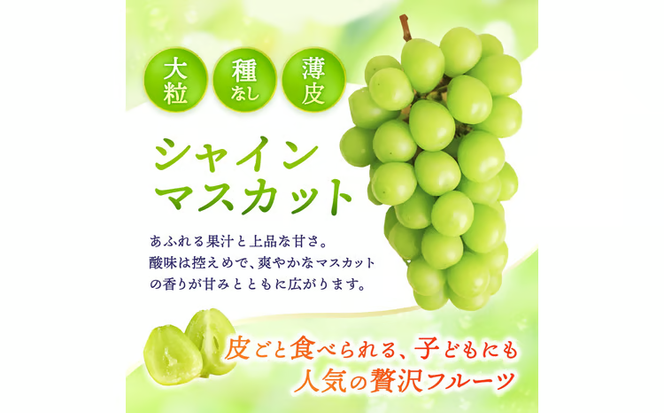 【2026年先行予約】 【ご贈答用】 Lino＆Kai Farmのシャインマスカット 1房 （約700～800g） 化粧箱入り / 朝採れ ぶどう 岡山 真庭市 シャインマスカット 高級 ギフト 大粒 果物 贈答 人気 産地直送 国産 数量限定 種なし 【linokai009-02】