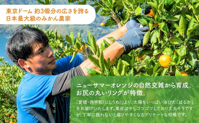 【先行予約】【訳あり】はるか5kg（2027年1月下旬より順次発送） IKTF037