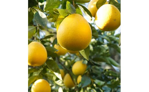 先行予約 御荘ゴールド (河内晩柑) 秀品 5kg 第一マルエム 減農薬 柑橘 フルーツ 愛媛県 愛南町 発送期間：2026年3月中旬～順次発送