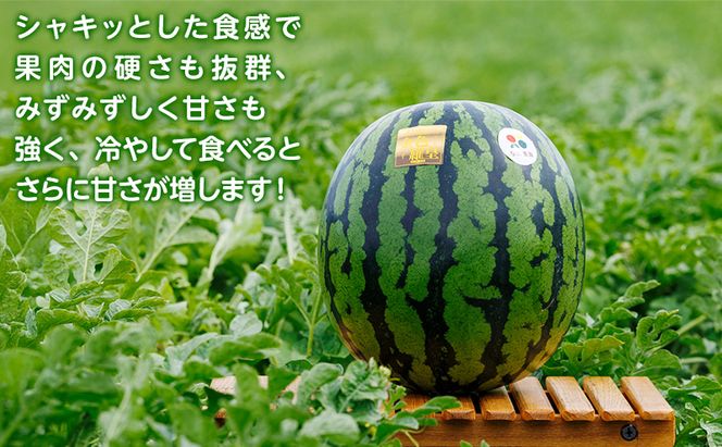 先行予約 富良野産 大玉 スイカ 金色羅皇  2L 7kg 以上×1玉 令和7年産 2026年産 北海道 富良野 ふらの 大玉 すいか 西瓜 果物 くだもの こんじきらおう 黄色 ゴールド 甘い