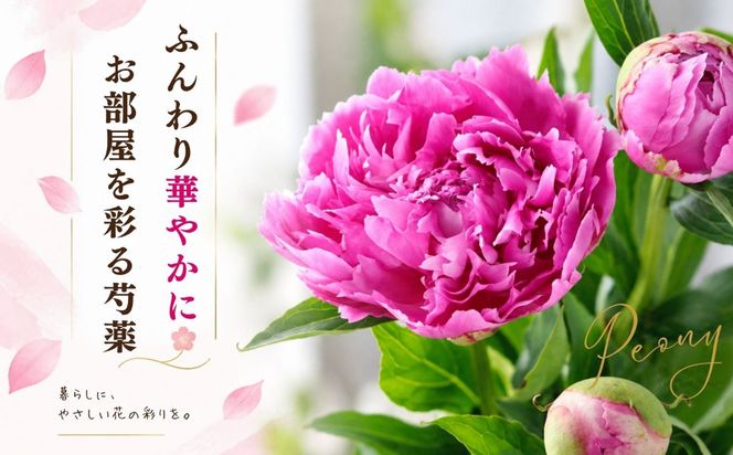 【先行予約】芍薬 切花 おまかせ2〜3品種 25本セット 《出荷時期：2027年5月上旬より》木内ファーム（Ca-001) 
