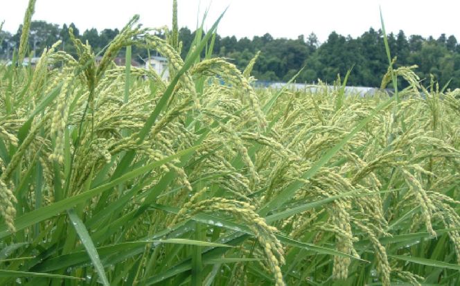 【定期便6回】令和8年産 特別栽培米 あいがも農法でつくったひとめぼれ 10kg（5kg×2袋）×6回 | [カメイ 宮城県 加美町] お米 こめ コメ 精米 白米 特別栽培米 あいがも農法 | km-ag-hb10-t6-r8