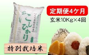 特別栽培米★[定期便] 4カ月★毎月 玄米10kg【こしひかり】 お米 ブランド米 銘柄米 ご飯 バランスが良い お米の王様