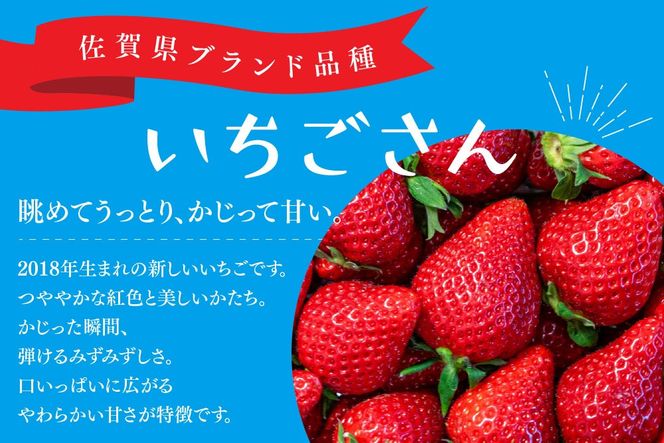 【先行受付 令和9年1月下旬より発送開始】期間限定 特選いちご(いちごさん) 250g×2パック【苺 イチゴ ブランドいちご 朝採れ デザート スイーツ フルーツ 誕生日ケーキ バレンタイン】(H101106)