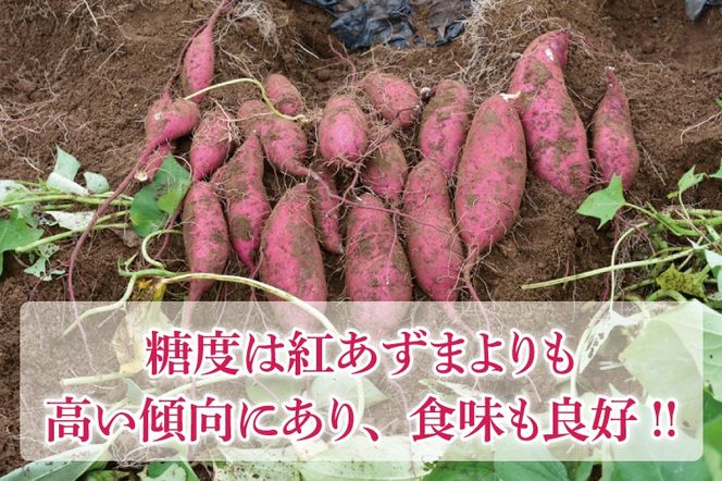 山﨑観光農園の栗かぐや 約 6kg｜栃木県 益子町 ふるさと納税 里山 ほくほく さつまいも 栗かぐや 栗のような甘さ (AU016)