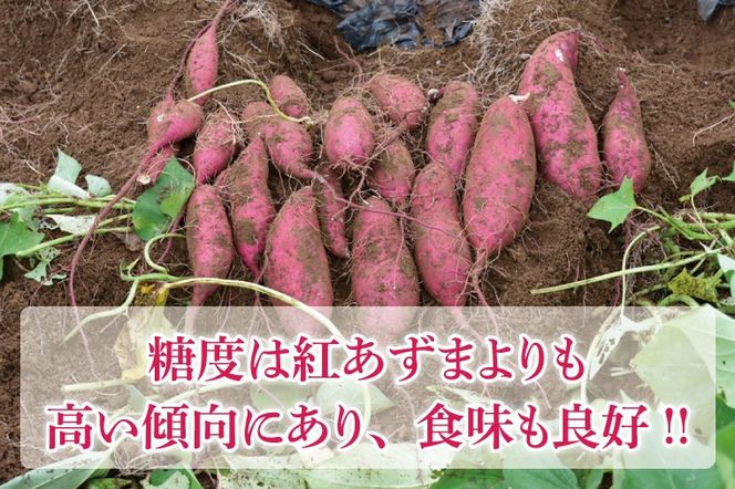 AU016　【先行予約】【数量限定】山﨑観光農園の栗かぐや　約6kg