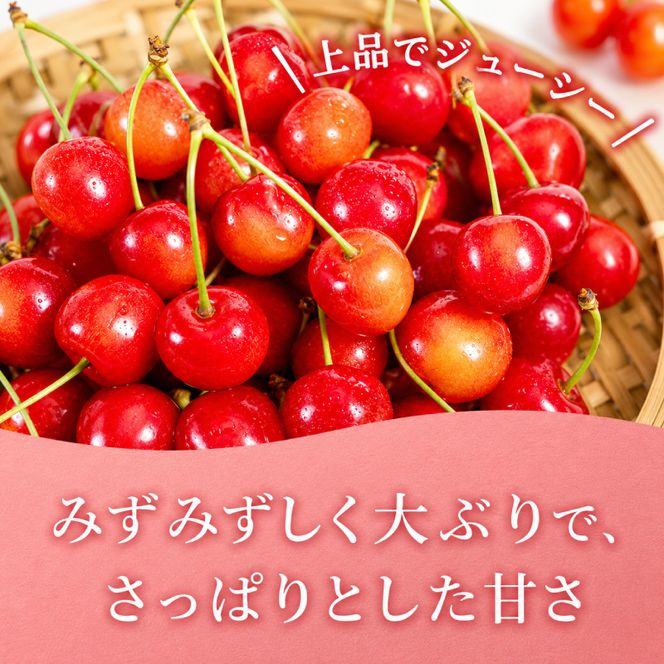2027年発送 北海道 仁木町産 さくらんぼ 佐藤錦 180g×2P Lサイズ   サクランボ チェリー フルーツ 果物 果物類 仁木町 仁木 [林果樹園]