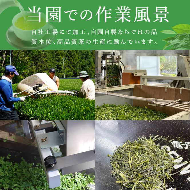【農林水産大臣賞受賞】かねた園の奥久慈茶 大子銘茶 2種セット 計200g（100g×各1袋）（CK002）