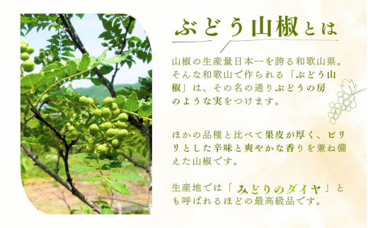  冷凍 ぶどう山椒 山椒 選べる容量 500g / 生山椒 生実山椒 さんしょう 香辛料 調味料 薬味 和歌山 紀美野【twn044-cbudo-500】