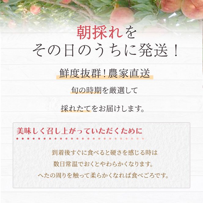 桃 白桃 先行予約 錦の桃 2kg 約5玉～9玉 もも モモ フルーツ 果物 デザート 2026年発送 鎌木果樹園 配送不可:離島 