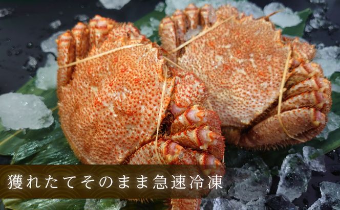 訳あり カニ 3D冷凍 北海道産 冷凍 ボイル 毛がに 300g～400g前後×2尾 【厚岸漁業協同組合】[ 毛カニ 蟹 毛ガニ カニ かに ] 