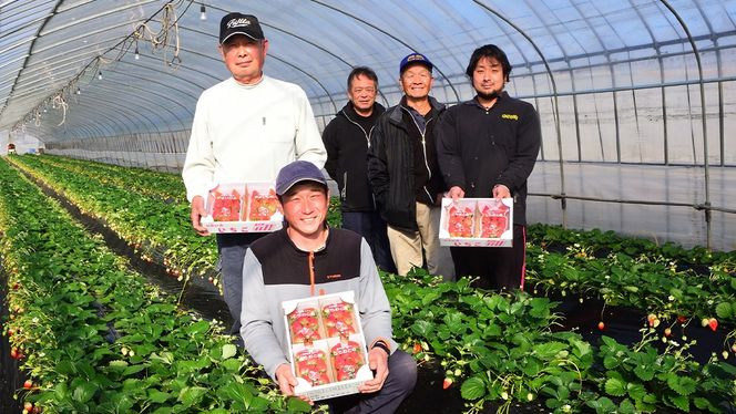 完熟 やよいひめ ・ とちおとめ 食べ比べ 4パック 先行予約 大粒 イチゴ 苺 いちご フルーツ 果物 [AF006ci]