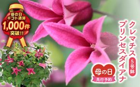 ＼先行受付 令和8年5月10日の母の日お届け：5月6日(水) 決済完了分まで！／  クレマチス 「 プリンセスダイアナ 」 5号鉢 ラッピング付き 母の日直前にお届け 2026年 お母さんへの心を込めた贈り物 長持ち 鉢植え フラワーセット プレゼント 送料無料 故郷納税 福島県 田村市 フローラハシモト N052-006
