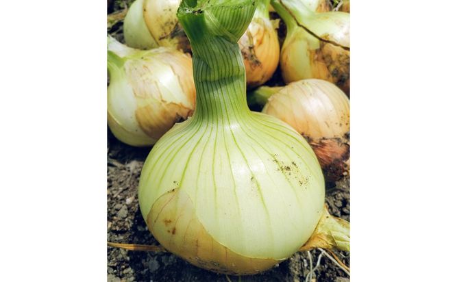 【淡路島のあま～い新玉ねぎ】淡路島ファーム太陽と海 から期間限定でお届け 2kg 【発送時期2026年3月中旬～5月中旬頃】 