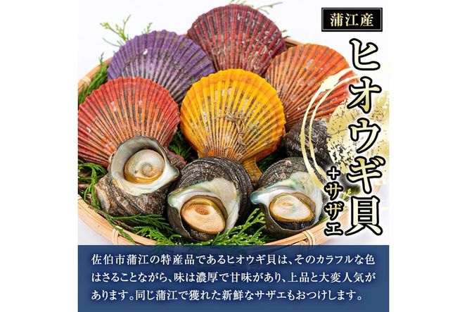 ヒオウギ貝(5枚)とサザエ(約500g) 魚介 貝 ヒオウギ貝 ひおうぎ貝 サザエ さざえ 栄螺 酒蒸し 網焼き バター焼き バーベキュー 獲れたて 冷蔵 海の直売所 大分県 佐伯市【AS121】【海べ (株)】