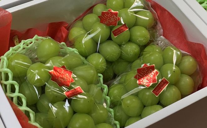 シャインマスカット 3房 合計1.7kg以上 葡萄 フルーツ 岡山 高梁市産 こあに葡萄園 2026年 先行予約 果物類 ぶどう ブドウ 