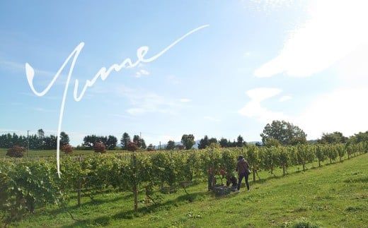 【数量限定】余市「ワイナリー夢の森」ピノ・ノワール2023&リーデル社製ロゴ入りワイングラス_Y034-0113