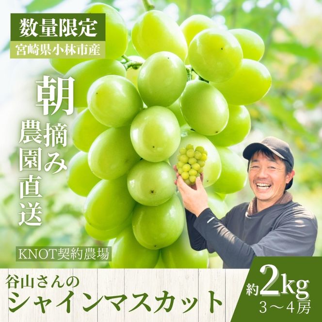 【2026年発送 先行予約】朝摘み樹上完熟シャインマスカット 2kg程度（ブドウ ぶどう シャインマスカット フルーツ 先行受付 2026 宮崎県）