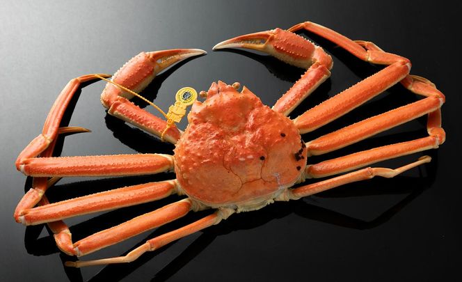 越前ガニ ボイル 約1kg 高島屋 選定品 ズワイガニ かに 海鮮 海産物 海の幸 魚介 魚介類 越前かに 越前カニ 越前がに ずわいがに ずわい蟹 カニ 蟹 ボイルガニ 冷蔵 冷蔵配送 福井県 福井 若狭町 若狭