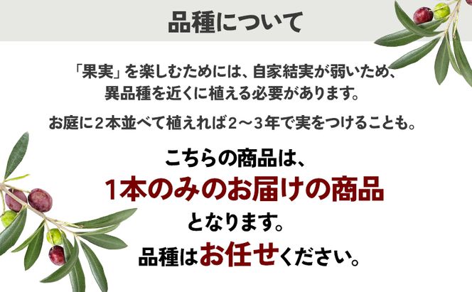 瀬戸内のオリーブ 苗木 1本 植物