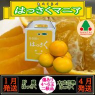 1・4月発送 全2回 定期便 はっさく マニア 貯蔵 ＆ 木成完熟 傷あり 二級品 4 ～ 6玉 手さげ箱 和歌山 有田 南泰園 BS184