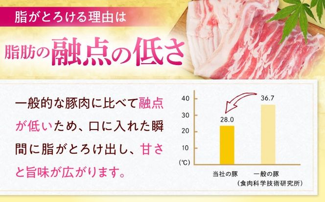 沖縄県産豚肉 くいまーる豚 ロースブロック 約1.8kg (900g×2P) 豚肉 ロース ブロック ブロック肉 小分け 冷凍 国産 沖縄市 / 宮城ふぁーむ[BCAJ005]