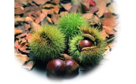 【選べる発送月】御菓子所 川上屋 栗きんとん （秋季限定）10個入り F4N-1065