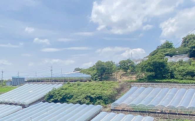 ぶどう 2026年 先行予約 9月・10月発送 シャイン マスカット 晴王 1房 約700g ブドウ 葡萄  岡山県産 国産 フルーツ 果物 ギフト デザート 食後 酸味が少ない 産地直送 