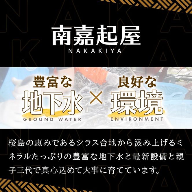 【0085705a】＜おためし＞大隅産鰻の冷凍弁当(冷凍品)(1食分・計240g タレ、山椒付) うなぎ 高級 ウナギ 鰻 うなぎの蒲焼 蒲焼 国産 ごはん ご飯 お米 おかず 鹿児島 ふるさと レンチン 電子レンジ 【南嘉起屋】