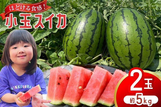 AJ461 【令和8年度出荷分】 Farm honda 小玉スイカ 2玉 計5kg [ 先行予約 数量限定 小玉 スイカ 西瓜 フルーツ 果物 長崎 長崎県 島原市 ]