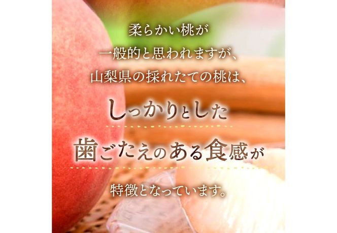 【2025年先行予約】山梨の朝どれ桃 【単品 定期便 が選べる】 もも 山梨県産桃 果物 くだもの 果物 フルーツ 山梨 富士吉田