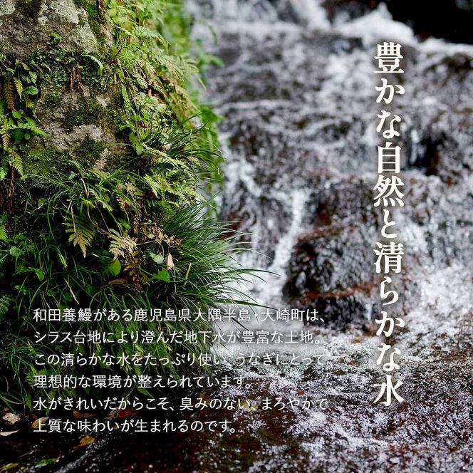 ふるさと納税限定　鹿児島県大崎町産 国産 うなぎ長蒲焼 2尾 計320g以上 | 鰻 うなぎ蒲焼き うな重 ひつまぶし ウナギ 蒲焼 人気 おすすめ 鹿児島 大隅半島 DU001　 464686_DU001