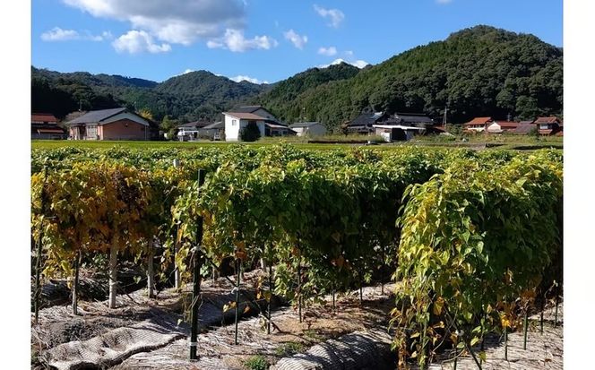 D535 徳地やまのいも800g袋(ご家庭用)×3袋