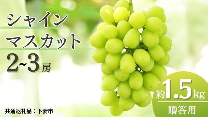 《 先行予約 》 シャインマスカット 2～3房 ( 約 1.5kg )  贈答用 【2026年8月下旬頃発送開始】 ( 共通返礼品：下妻市 )フルーツ 果物 マスカット ぶどう 葡萄 ブドウ 旬 国産 産地直送 化粧箱 ギフト 【石﨑ぶどう園】 [DT002us]