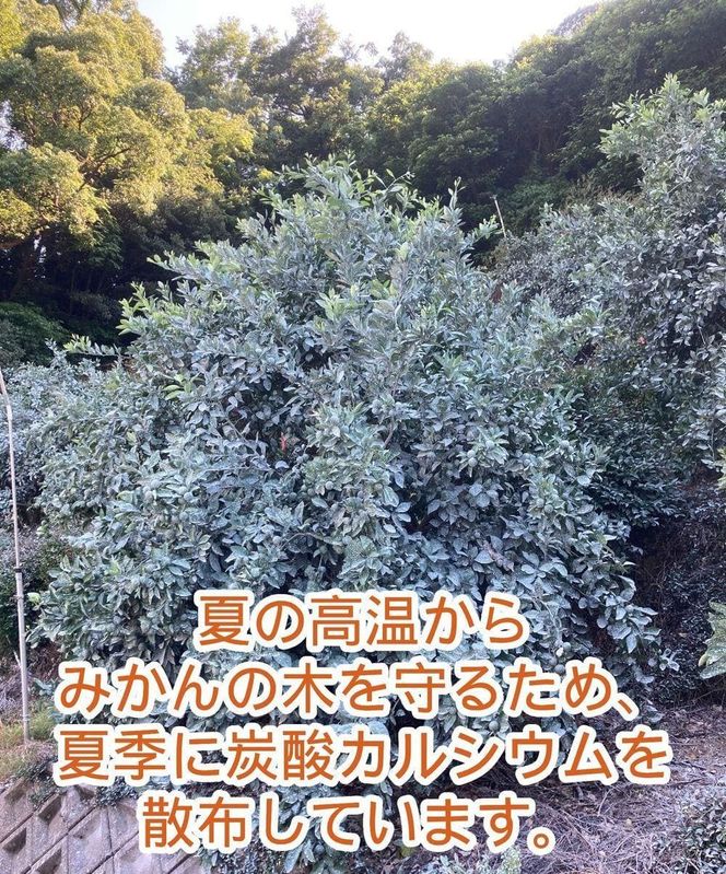 有田みかん 5kg 森崎農園「ふる里みかん」【2024年12月初旬より順次発送】ありだみかん EP001