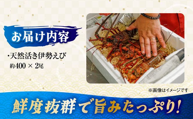 【先行予約】【数量限定】産地直送！活き伊勢えび 約400g×2尾 ※北海道・東北地方・沖縄・離島への配送不可（2026年9月5日頃より順次発送） IKTJ015