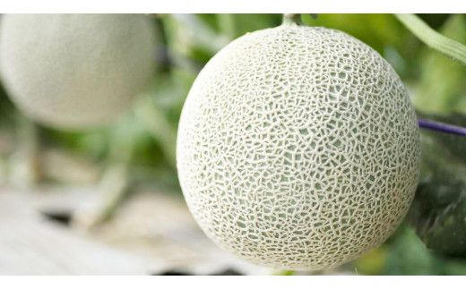 【 先行予約 】茨城県産 アールスメロン 秀品 3L サイズ × 2玉 入り 【 2026年8月下旬から発送 】 おすすめ JA全農いばらき JA メロン めろん ふるさと納税 フルーツ 予約 マスクメロン くだもの 果物 国産旬 定番 旬 期間限定 青肉 果物