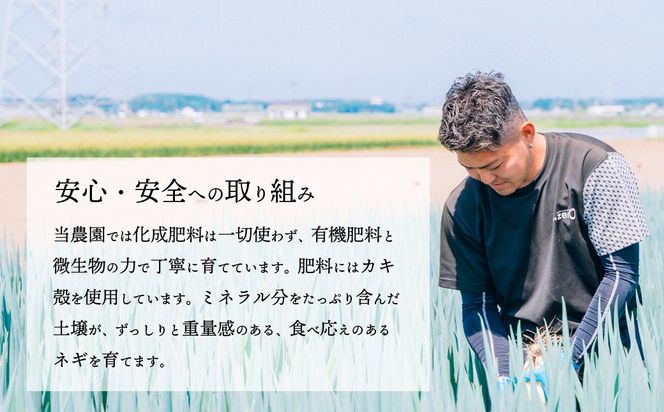 【選べる配送時期・本数( 約24本～30本 / 約45本 )】長ネギ 約5kg 2L 約24本～30本 約45本 茨城県産 八千代町産 野菜 農家直送 化成肥料不使用 有機肥料100% ねぎ 長ねぎ ネギ 旨味 認定農業者 8500円 9000円 [DJ001ya-DJ004ya]