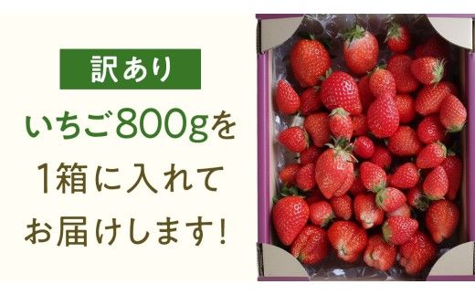 【 先行予約 】 訳あり いちご いばらキッス 800g 【 2027年2月以降発送 】  （常陸太田市 共通返礼品 ) 苺 果物 くだもの フルーツ 不揃い ジャム