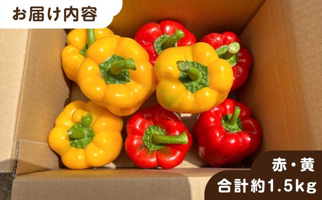 【先行受付】糸島産 肉厚 パプリカ　約1.5kg(8-12個) 【2026年11月以降順次発送】福岡県 糸島市 / シーブ [AHC031] 野菜 やさい パプリカ ピーマン 肉厚 生 ピクルス マリネ 肉詰め