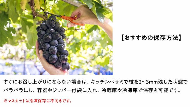 旬のぶどう詰合せ 色とりどりの種類おまかせ 約3kg(5～8房)（茨城県共通返礼品：石岡市） ぶどう シャインマスカット 巨峰 詰め合わせ 果物 フルーツ 旬 人気 産直 採れたて 新鮮 秋 国産 [EV003us]