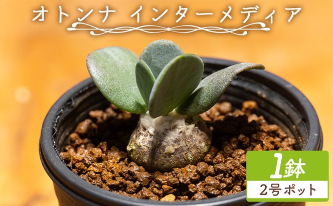 塊根植物 インターメディア オトンナ 植物 小型種 インテリア ナチュラル 自然 グリーン 観葉植物 おしゃれ 癒し かわいい 多肉植物 サキュレントフィールド Succulent field 高知県 香南市 常温 cc-0004