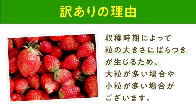 【 先行予約 】 訳あり いちご いばらキッス 800g 《 2026年2月以降発送 》 苺 果物 くだもの フルーツ 不揃い ジャム （茨城県共通返礼品／常陸太田市） [ES015us]