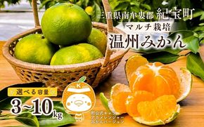 【先行予約】 マルチ栽培 紀宝町産 温州みかん 3kg 4.5kg 10kg サイズおまかせ / 数量限定 みかん ミカン 蜜柑 温州みかん フルーツ 果物 くだもの 柑橘 予約 産地直送 農家直送 三重県 紀宝町【mkt001-002-003】