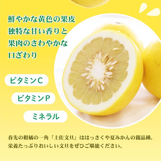 【先行予約】数量限定！【訳あり】土佐文旦（ぶんたん）家庭用（M～5L）約10kg 〈2027年2月中旬～発送〉 文旦 10キロ 土佐文旦発祥の地 約10～30玉 大玉 ぶんたん【株式会社とさもん】 [BQAE032]