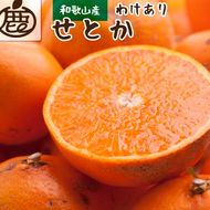 ＜2月より発送＞家庭用 せとか2.5kg+250g（傷み補償分）【柑橘・春みかんの王様】【光センサー選果・食べ頃出荷】訳あり わけあり ワケアリ ◇