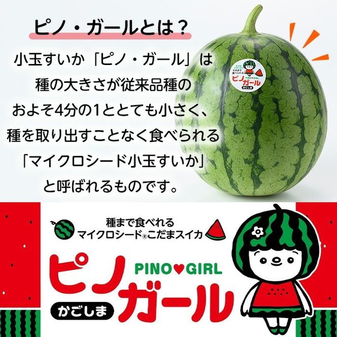 106.特売早勝ち数量限定小玉すいか、7～10玉入り玉数お任せ 99.お買い得数量限定小玉西瓜 スイカ6～10玉入り玉数品種お任せ