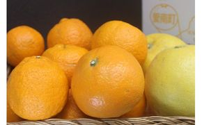 道の駅の「みかんセット定期便（年３回）」 愛南総研 道の駅MIC