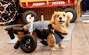 ダックスフンド用二輪車椅子（体重15キロ以下） 【!寄附前に事業者へ相談必要!】 犬用車いす リハビリ ダックスフント 歩行 補助 ペット用車椅子 高齢犬 サポート 補助輪 介護 