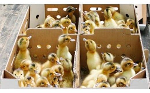 愛がも米 「 コシヒカリ 」 5kg ( 玄米 ) 米 コメ こめ こしひかり 令和7年産 除草剤不使用 農薬不使用 化学肥料不使用 [AI004ci]